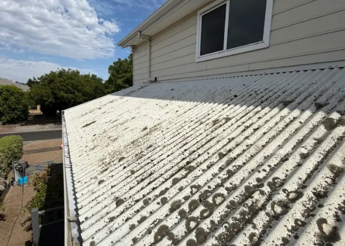 Moss & Algae Removal